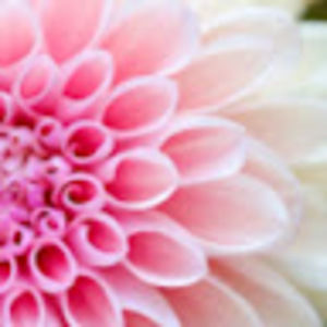 Meet your Posher, Lena